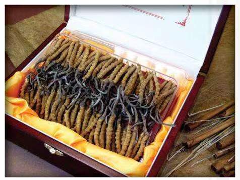 鄂州冬虫夏草回收